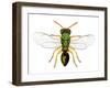 Parasitic Wasp-Dr. Keith Wheeler-Framed Photographic Print