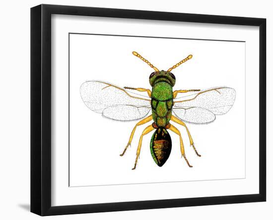 Parasitic Wasp-Dr. Keith Wheeler-Framed Photographic Print