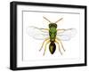 Parasitic Wasp-Dr. Keith Wheeler-Framed Photographic Print