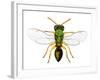 Parasitic Wasp-Dr. Keith Wheeler-Framed Photographic Print