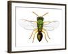 Parasitic Wasp-Dr. Keith Wheeler-Framed Photographic Print