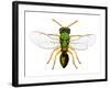 Parasitic Wasp-Dr. Keith Wheeler-Framed Photographic Print