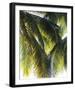 Parasol-Gaetan Caron-Framed Giclee Print