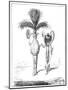 Parasols for 1795-null-Mounted Giclee Print