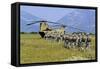 Paratroopers Participate in a Training Jump with a Ch-47 Chinook-null-Framed Stretched Canvas