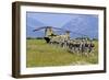 Paratroopers Participate in a Training Jump with a Ch-47 Chinook-null-Framed Photographic Print