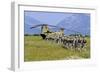 Paratroopers Participate in a Training Jump with a Ch-47 Chinook-null-Framed Photographic Print