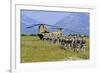 Paratroopers Participate in a Training Jump with a Ch-47 Chinook-null-Framed Photographic Print