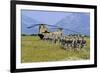 Paratroopers Participate in a Training Jump with a Ch-47 Chinook-null-Framed Photographic Print