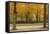 Parc De Bruxelles (Brussels Park) in Autumn (Fall)-Massimo Borchi-Framed Stretched Canvas