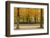 Parc De Bruxelles (Brussels Park) in Autumn (Fall)-Massimo Borchi-Framed Photographic Print