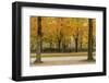 Parc De Bruxelles (Brussels Park) in Autumn (Fall)-Massimo Borchi-Framed Photographic Print