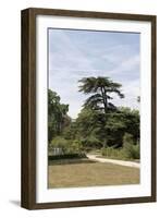 Parc du Château de Malmaison : vue sur le cédre de Marengo-null-Framed Giclee Print