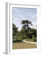 Parc du Château de Malmaison : vue sur le cédre de Marengo-null-Framed Giclee Print