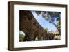 Parc Guell, UNESCO World Heritage Site, Barcelona, Catalonia, Spain, Europe-Charlie Harding-Framed Photographic Print