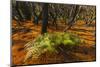 Parc Nacional De Garajonay, Spain, Canary Islands, La Gomera-Marco Isler-Mounted Photographic Print