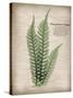 Parchment Fern-Albert Koetsier-Stretched Canvas