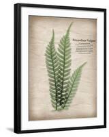 Parchment Fern-Albert Koetsier-Framed Photo