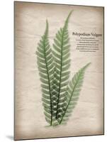 Parchment Fern-Albert Koetsier-Mounted Photo