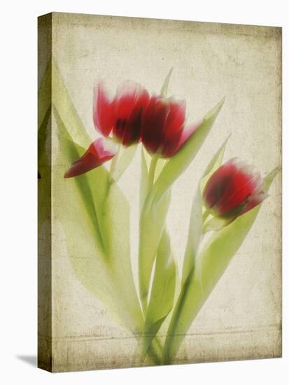 Parchment Flowers I-Judy Stalus-Stretched Canvas