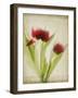 Parchment Flowers I-Judy Stalus-Framed Art Print