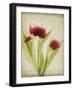 Parchment Flowers I-Judy Stalus-Framed Art Print