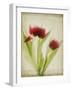 Parchment Flowers I-Judy Stalus-Framed Art Print