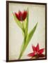 Parchment Flowers II-Judy Stalus-Framed Art Print