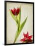 Parchment Flowers II-Judy Stalus-Framed Art Print