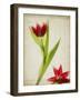 Parchment Flowers II-Judy Stalus-Framed Art Print