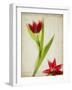 Parchment Flowers II-Judy Stalus-Framed Art Print