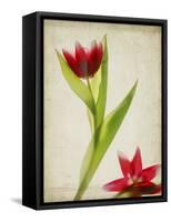 Parchment Flowers II-Judy Stalus-Framed Stretched Canvas
