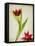 Parchment Flowers II-Judy Stalus-Framed Stretched Canvas