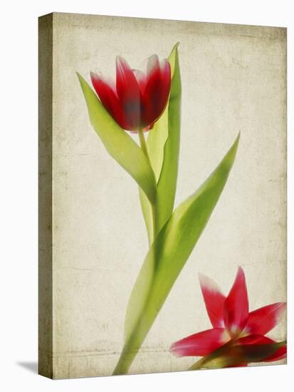 Parchment Flowers II-Judy Stalus-Stretched Canvas