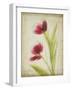 Parchment Flowers III-Judy Stalus-Framed Art Print