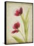 Parchment Flowers III-Judy Stalus-Framed Stretched Canvas