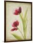 Parchment Flowers III-Judy Stalus-Framed Art Print