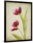 Parchment Flowers III-Judy Stalus-Framed Art Print