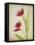 Parchment Flowers III-Judy Stalus-Framed Stretched Canvas