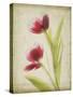 Parchment Flowers III-Judy Stalus-Stretched Canvas