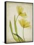 Parchment Flowers IV-Judy Stalus-Framed Stretched Canvas