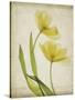 Parchment Flowers IV-Judy Stalus-Stretched Canvas