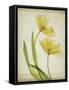 Parchment Flowers IV-Judy Stalus-Framed Stretched Canvas