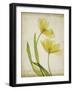 Parchment Flowers IV-Judy Stalus-Framed Art Print