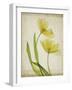 Parchment Flowers IV-Judy Stalus-Framed Art Print