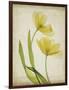 Parchment Flowers IV-Judy Stalus-Framed Art Print