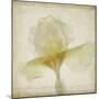 Parchment Flowers IX-Judy Stalus-Mounted Art Print