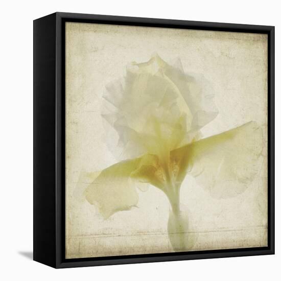 Parchment Flowers IX-Judy Stalus-Framed Stretched Canvas