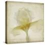 Parchment Flowers IX-Judy Stalus-Stretched Canvas