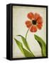 Parchment Flowers V-Judy Stalus-Framed Stretched Canvas